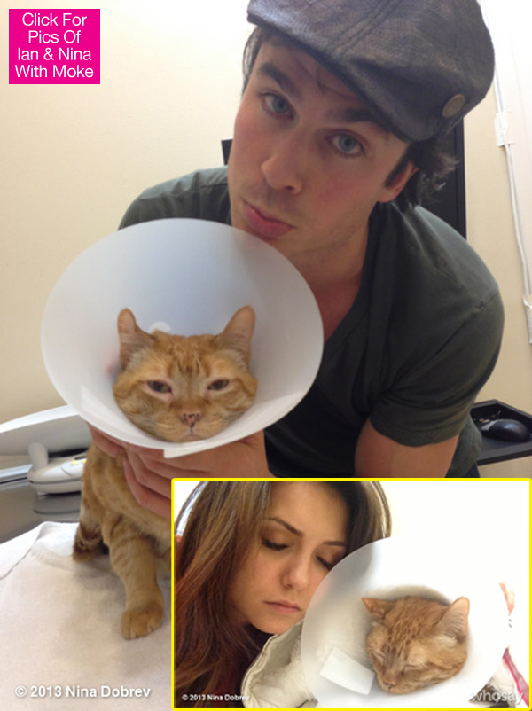 Nina Dobrev Ian Somerhalder Cat