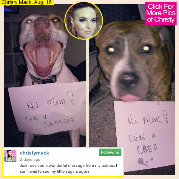 Christy Mack Pitbulls