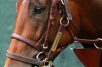 american pharoah celebrity profile