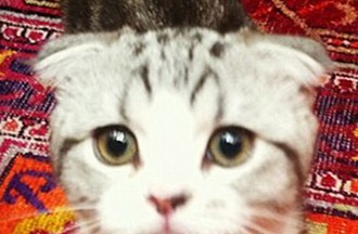 meredith grey celebrity profile