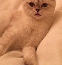 Olivia Benson Celebrity Profile