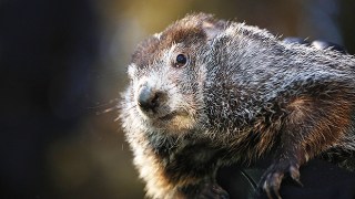 punxsutawney phil celebrity profile