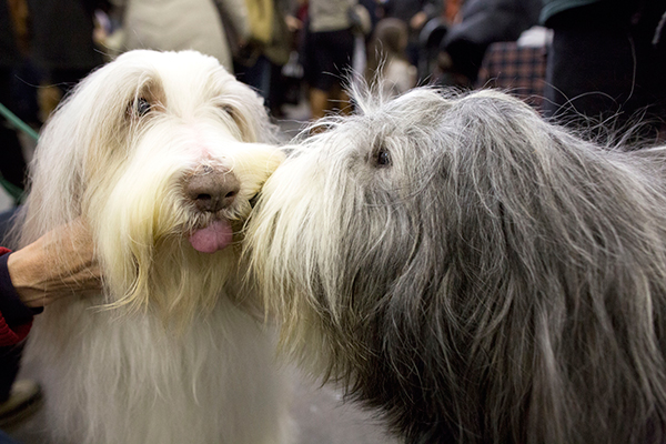 westminster-dog-show-pics