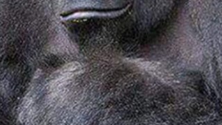Harambe the Gorilla Celeb Profile
