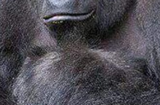 Harambe the Gorilla Celeb Profile