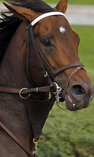 Exaggerator Celebrity Profile
