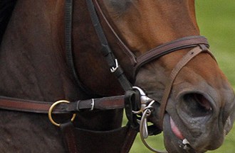 Exaggerator Celebrity Profile