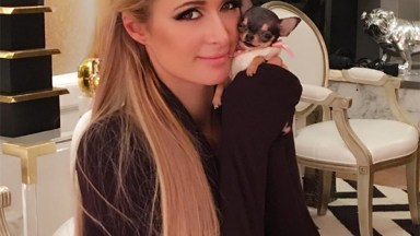 Paris Hilton New Dog