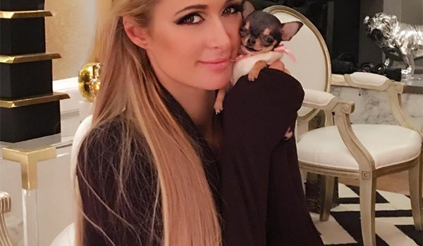 Paris Hilton New Dog