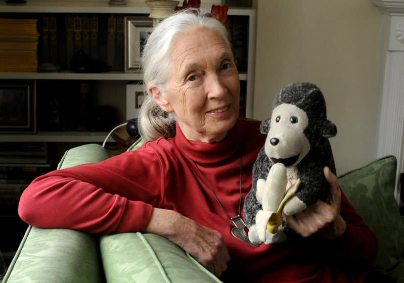 Dr Jane Goodall with her Chimp mascot
Dr Jane Goodall DBE, Britain - Mar 2010
Dr Jane Goodall DBE who has studied primates for the last 50 years