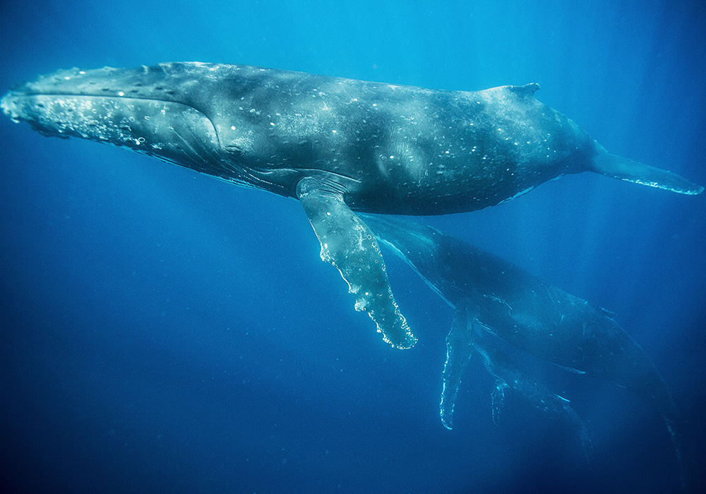USA: Feature Rates ApplyMANDATORY CREDIT: Klaus Thymann/REX Shutterstock Editorial use only. No stock, merchandising, advertising or books without photographer's permissionMandatory Credit: Photo by Klaus Thymann/REX/Shutterstock (8521059o)Humpback whalesHumpback whales, Tonga - Sep 2016*Full story: https://www.rexfeatures.com/nanolink/ti7hDown in the mysterious blue depths a diver is seen swimming with the gentle giants of the ocean - humpback whales. Photographer Klaus Thymann entered the peaceful kingdom beneath the waves near to Vava'u in Tonga to photograph the behemouths of the sea during their graceful underwater dance. Klaus comments: "Each summer just off the coast of Vava’u, Tonga, Humpback whales group in their tropical breeding grounds and I went to photograph these majestic animals. "It took me four days to get to Vava’u due to bad weather. This also made it difficult to spot the whales, with strong winds, big waves and swells stirring up the sea impairing visibility. "Eventually I started spotting some of the infamous sea-life, including Spinner dolphins, Pilot whales and finally Humpbacks. There were several adult males alongside pregnant mothers and calves.