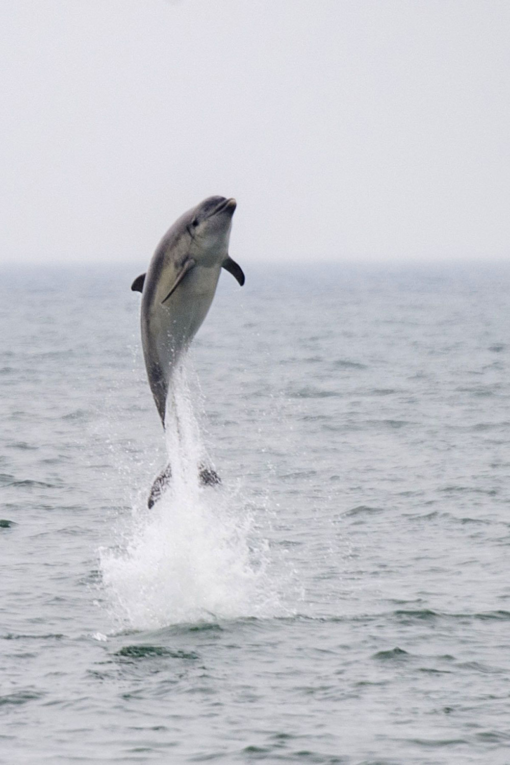 USA: Feature Rates ApplyMandatory Credit: Photo by REX/Shutterstock (5694944a)Sequence 1 - The dolphin breaching from the waterDolphin leaps amazing 16ft out of the sea, New Quay, Wales - 11 May 2016This is the moment a dolphin stunned watchers by leaping an amazing 16ft - or the height of a double decker bus - out of the water. Holidaymakers and locals alike were shocked when the bottlenose dolphin breached vertically over 5m out of the sea near New Quay, Wales. The moment was caught on camera by dolphin-spotting boat skipper and photographer Jonathan Evans. And despite countless dolphin encounters over the years even he was shocked to see the height that the acrobatic dolphin achieved. The dolphin's medal winning leap took place after approximately ten of the animals surrounded the boat playing and giving a show for the watching tourists. A typical bottlenose dolphin breach is only the depth of the body of a dolphin, between one and two meters or 3- 6 feet.  Jonathan comments: "Seeing such acrobatics is a joy but capturing it on camera for others to see is a bonus".