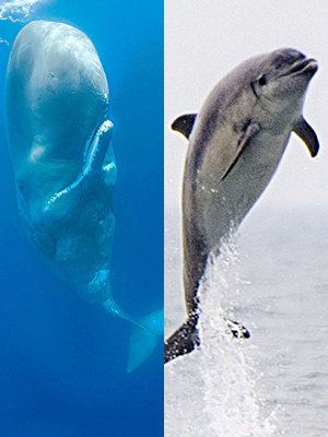 what is wholphin