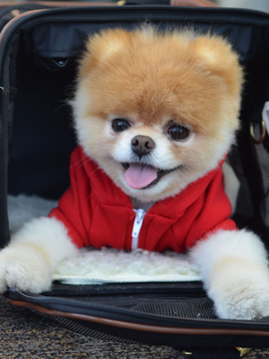 Boo The Dog