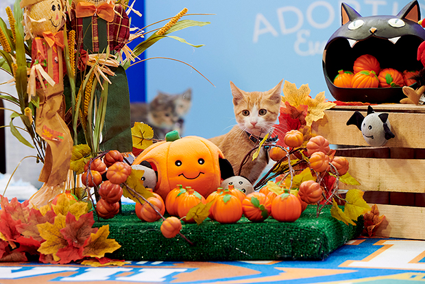 Kitten Bowl