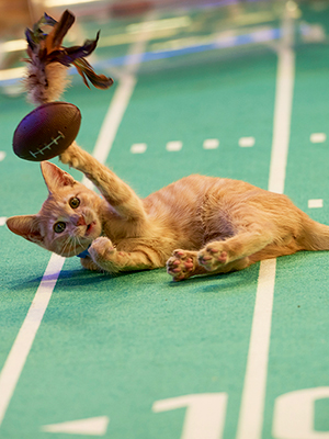 2020 Kitten Bowl