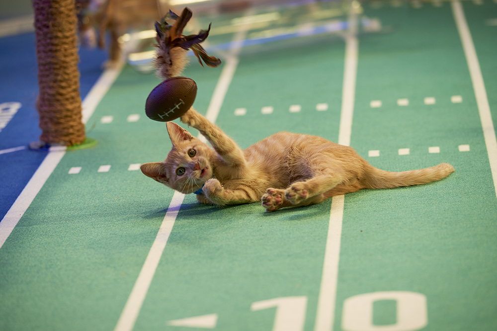 “Kitten Bowl” is a feline catstravaganza presented in association with North Shore Animal League America (the nation’s largest no-kill shelter and animal adoption organization) and Last Hope Animal Rescue and Rehabilitation. Hosted by Beth Stern, TV personality and national spokesperson for North Shore Animal League America.  Credit: ©2020 Crown Media United States LLC/Photographer: Marc Lemoine