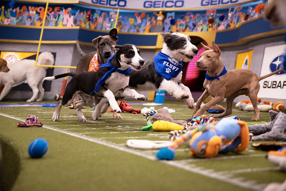 Puppies playing on the field for Puppy Bowl XVI.