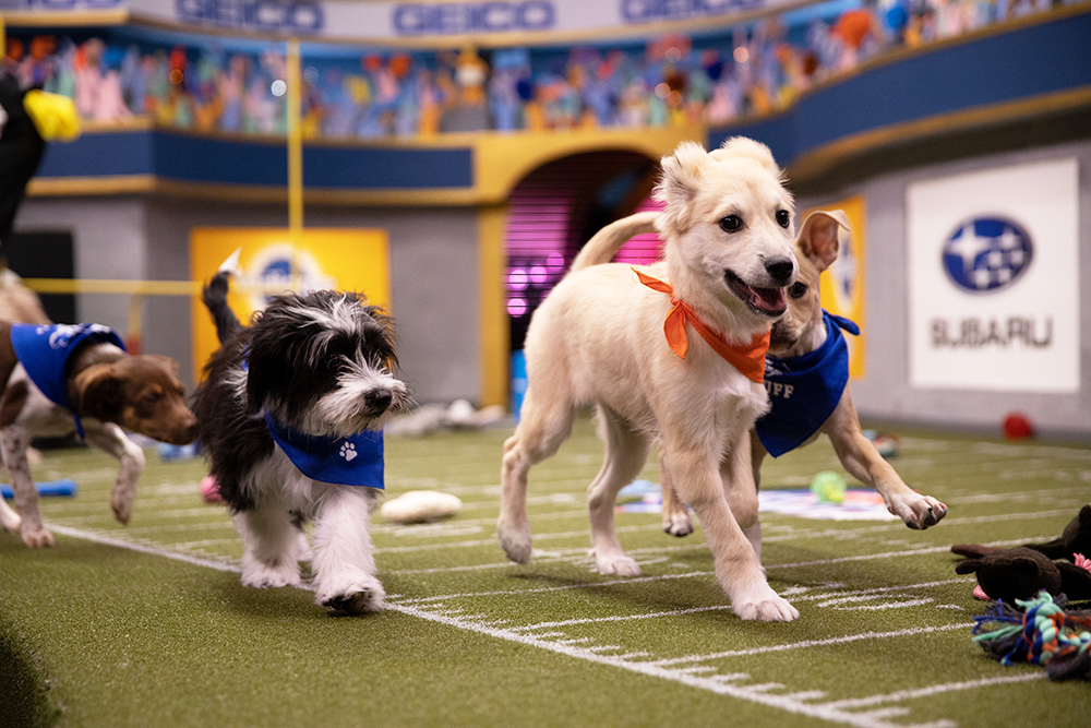 Puppies playing on the field for Puppy Bowl XVI.