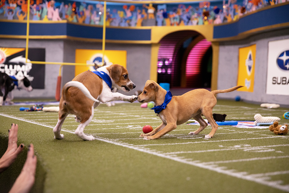 Puppies playing on the field for Puppy Bowl XVI.
