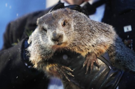 Punsxutawney Phil looks out at the crowd during the Groundhog Day celebration at Gobblers Knob in Punxsutawney, Pennsylvania, USA, 02 February, 2020.  Punxsutawney Phil, the weather predicting groundhog, did not see his shadow and predicted an early spring.
Punxsutawney Phil predicts the Weather on Groundhog Day, USA - 02 Feb 2020