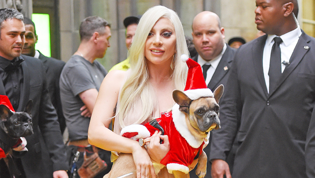 Lady Gaga Dogs