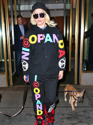 Lady Gaga Dogs