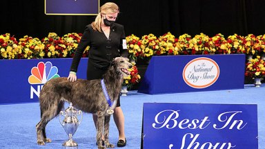 Claire The Scottish Deerhound