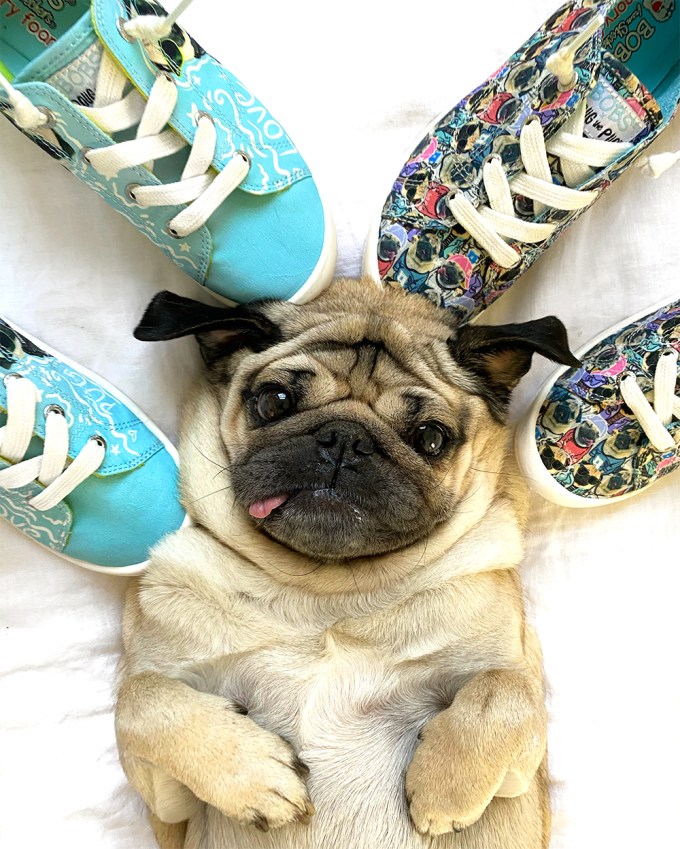 Doug the Pug