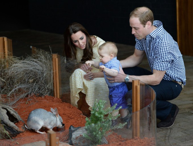 The Royals & A Bilby