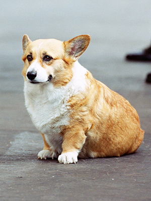 royal corgi