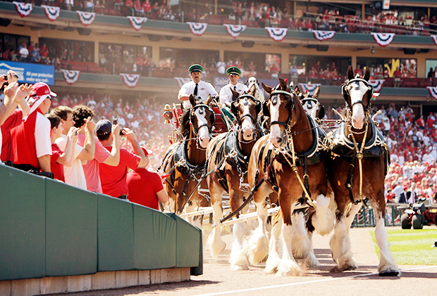 Budweiser Clydesdales