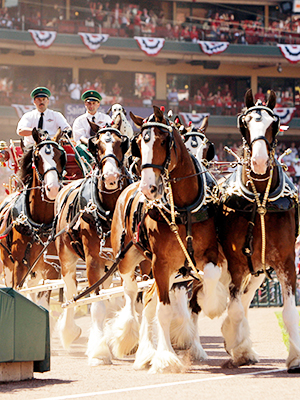 Budweiser Clydesdales