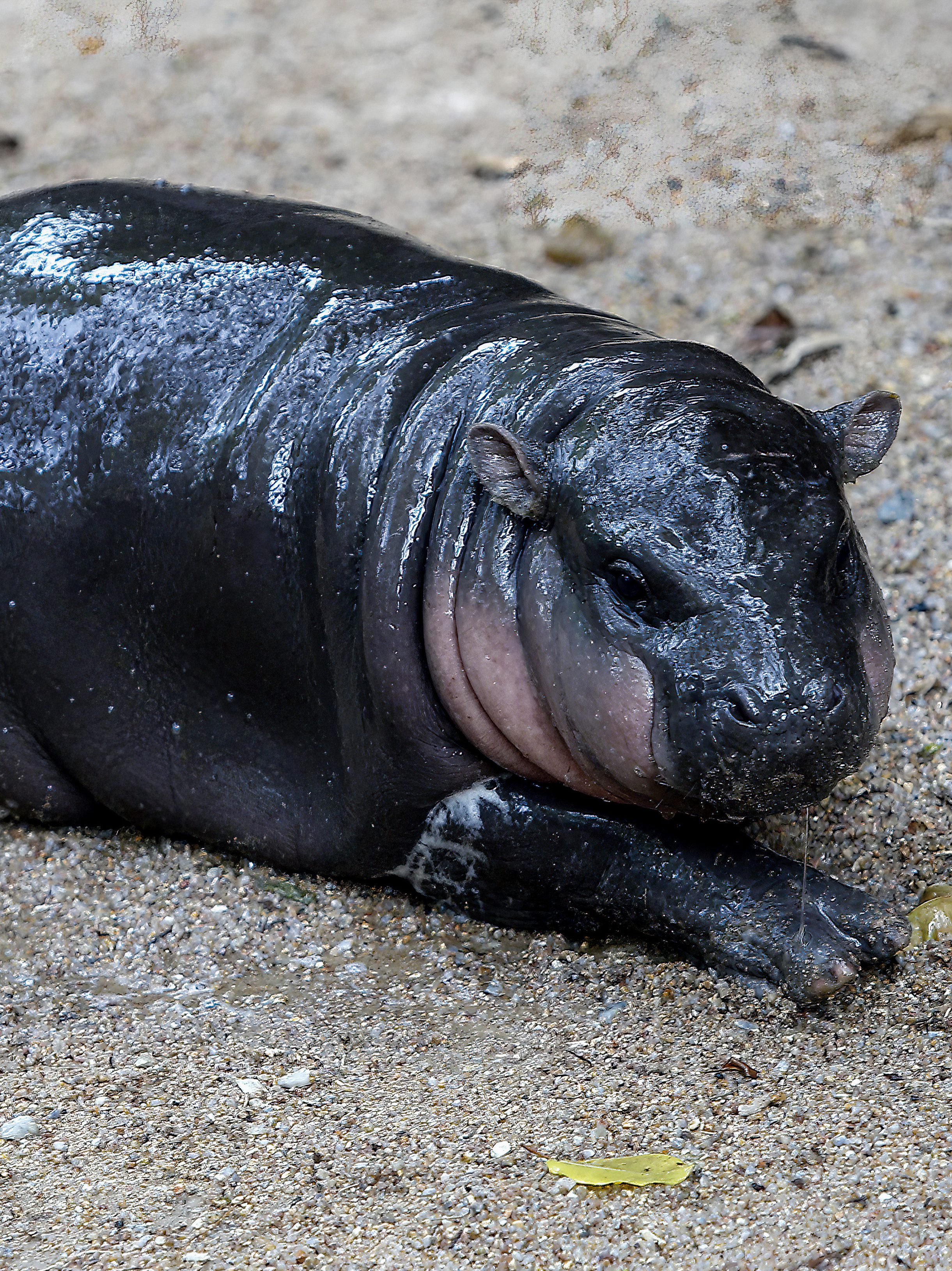 CHONBURI, THAILAND - 2024/09/08: A female dwarf hippopotamus named "Moo Deng", which means Pork bouncy lies on the ground at Khao Kheow Open Zoo.
The new star of the Khao Kheow Open Zoo is a female dwarf hippopotamus. Born on July 10, 2024, to a mother named Jona, 25 years old, and a father named Tony, 24 years old, the bouncy pig is the 7th animal of the Khao Kheow Open Zoo from these parents. (Photo by Chaiwat Subprasom/SOPA Images/LightRocket via Getty Images)