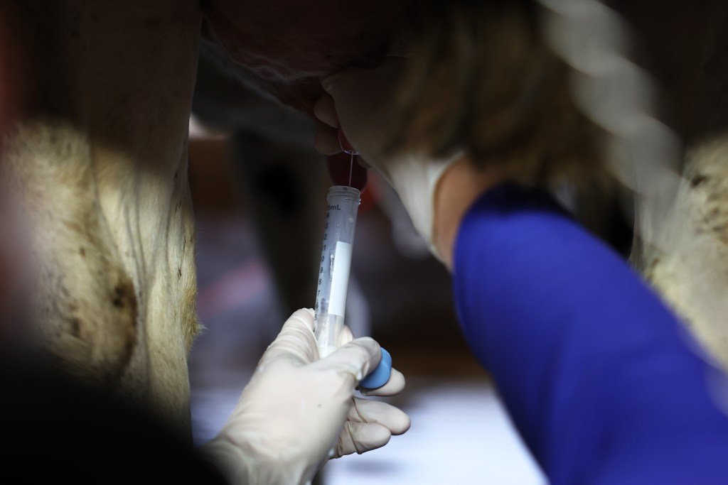 ITHACA, NEW YORK - DECEMBER 11: A sample of milk is taken from a cow from a non-suspect herd to be tested at the Cornell Teaching Dairy Barn at Cornell University on December 11, 2024 in Ithaca, New York. The U.S. Department of Agriculture last week issued a federal order that requires the testing of the nation's milk supply amid increasing concerns over H5N1 (avian flu), which has been raising alarm since it was first detected in a Texas cow. In July 2024, New York lawmakers gave $19.5 million in order to expand the Animal Health Diagnostic Center at Cornell University, after avian flu was confirmed to be spreading to dairy cattle. The virus has spread to over 710 dairy herds across 15 states. (Photo by Michael M. Santiago/Getty Images)