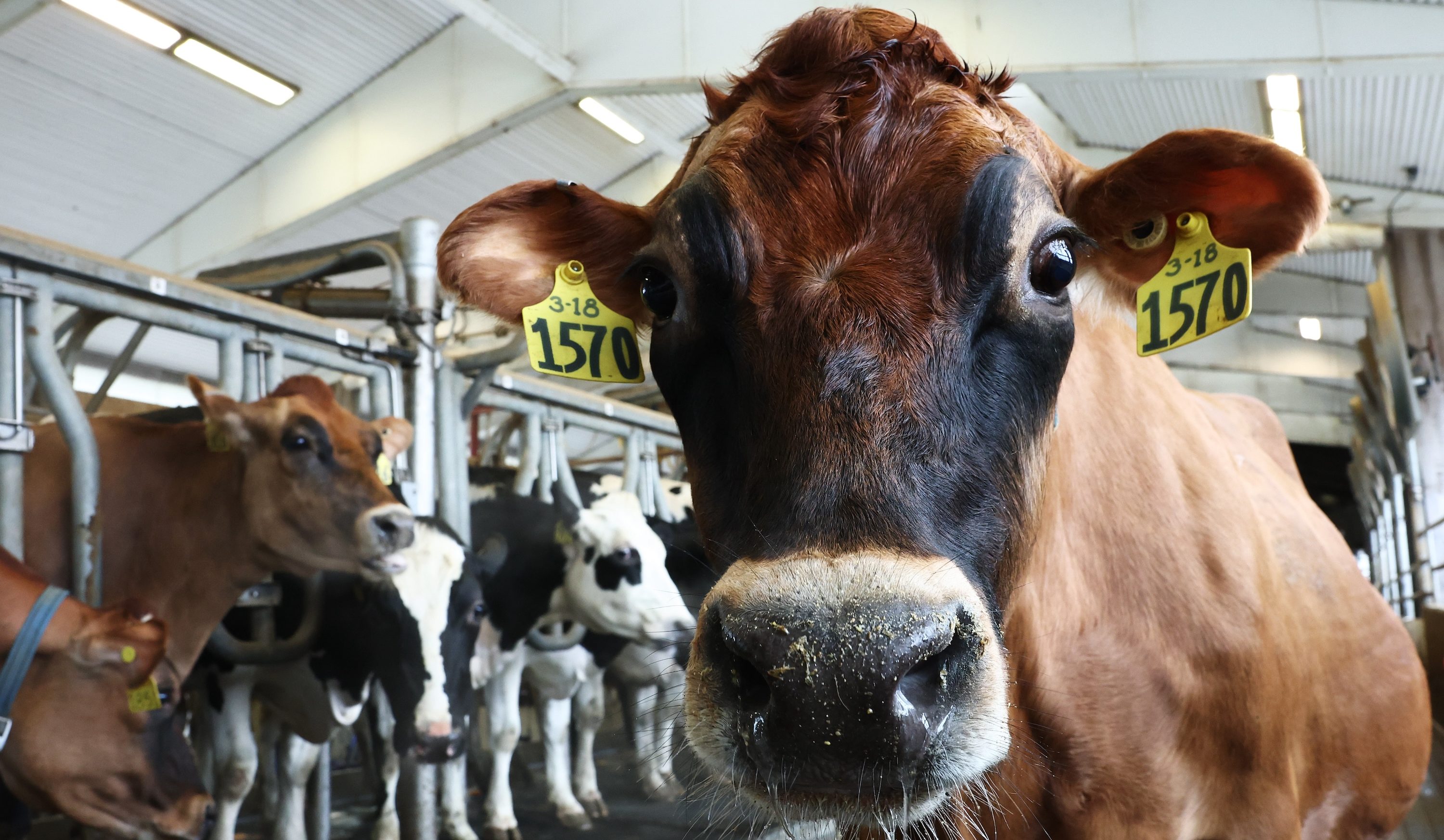 ITHACA, NEW YORK - DECEMBER 11: Cows from a non-suspect herd are milked at the Cornell Teaching Dairy Barn at Cornell University on December 11, 2024 in Ithaca, New York. The U.S. Department of Agriculture last week issued a federal order that requires the testing of the nation's milk supply amid increasing concerns over H5N1 (avian flu), which has been raising alarm since it was first detected in a Texas cow. In July 2024, New York lawmakers gave $19.5 million in order to expand the Animal Health Diagnostic Center at Cornell University, after avian flu was confirmed to be spreading to dairy cattle. The virus has spread to over 710 dairy herds across 15 states. (Photo by Michael M. Santiago/Getty Images)